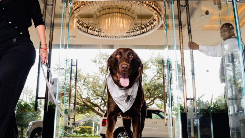 Pet Set Adoption Event